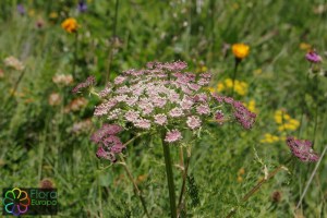 Ligusticum mutellina (7)